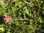 Anthyllis vulneraria ssp. vulneraria var. vulneraria (Liden Rundbælg)