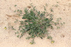 Anthyllis vulneraria ssp carpatica (Almindelig Rundbælg)