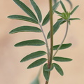 Anthyllis vulneraria ssp carpatica (Almindelig Rundbælg)