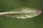 Arabidopsis thaliana (Almindelig Gåsemad)