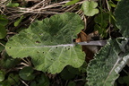 Arctium nemorosum (Skov-Burre)