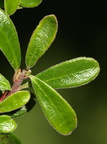 Arctostaphylos uva-ursi (Hede-Melbærris)