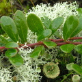 Arctostaphylos uva-ursi (Hede-Melbærris)