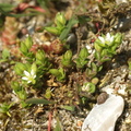 Arenaria_serpyllifolia_Almindelig_Markarve_10052008_004.JPG