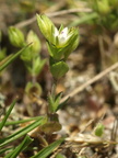Arenaria serpyllifolia (Almindelig Markarve)