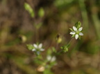 Arenaria serpyllifolia ssp. serpyllifolia (Almindelig Markarve)