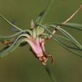 Armeria maritima ssp. maritima (Strand-Engelskgræs)