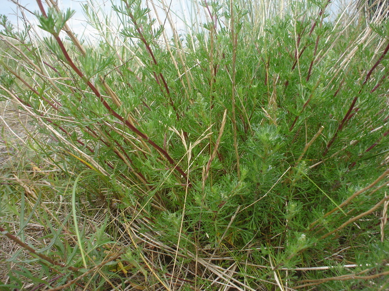 Artemisia_campestris_ssp__campestris_Mark-bynke_001.JPG
