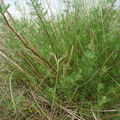 Artemisia campestris ssp. campestris (Mark-bynke)