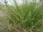 Artemisia campestris ssp. campestris (Mark-bynke)
