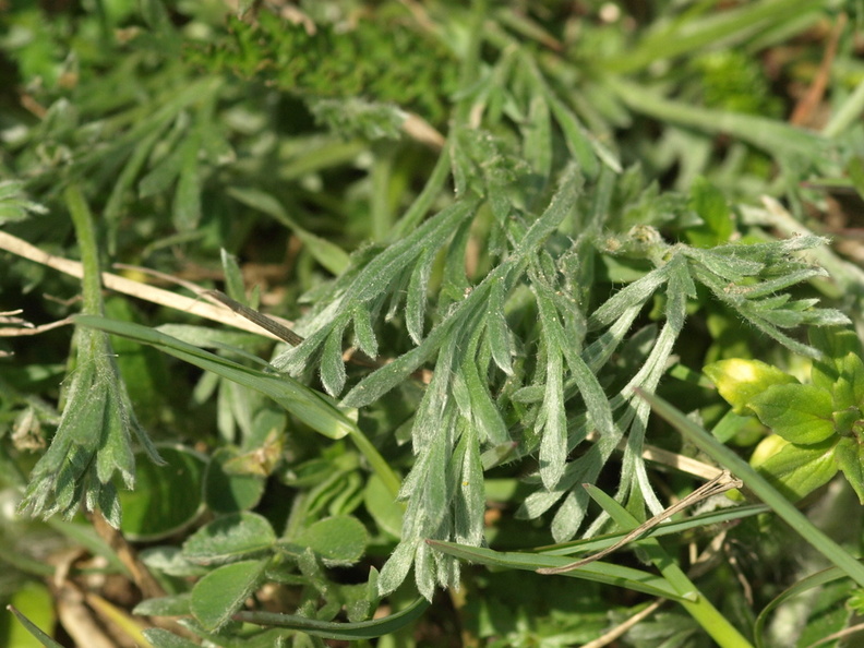 Artemisia_campestris_ssp__campestris_Mark-bynke_002.JPG