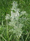 Artemisia maritima (Strand-malurt)