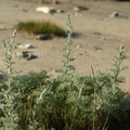 Artemisia maritima (Strand-malurt)