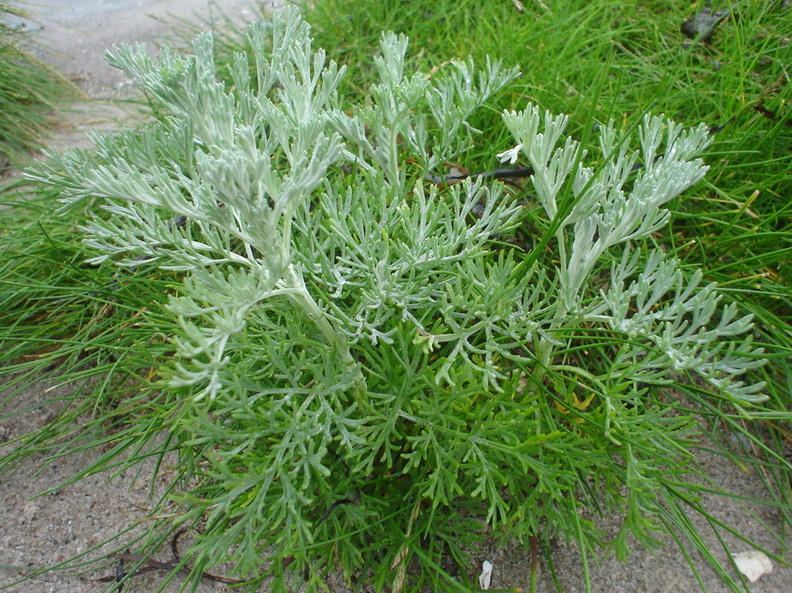 Artemisia_maritima_Strand-malurt_25062007_Kaloe_Vig_Djursland_015.JPG