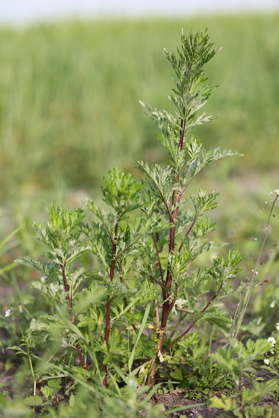Artemisia_vulgaris_Graa-Bynke_09062014_Snejbjerg_004.JPG