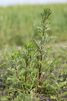 Artemisia vulgaris (Grå-Bynke)