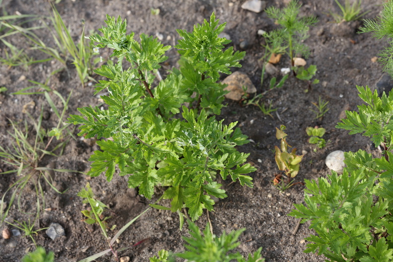 Artemisia_vulgaris_Graa-Bynke_09062014_Snejbjerg_007.JPG