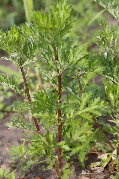 Artemisia_vulgaris_Graa-Bynke_09062014_Snejbjerg_008.JPG