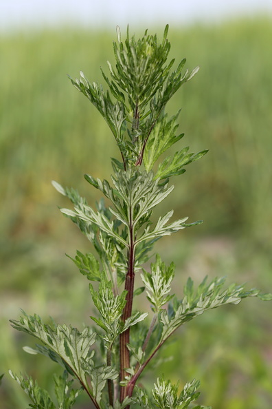 Artemisia_vulgaris_Graa-Bynke_09062014_Snejbjerg_011.JPG