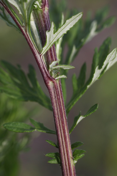 Artemisia_vulgaris_Graa-Bynke_09062014_Snejbjerg_015.JPG