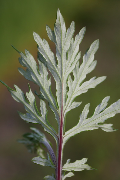 Artemisia_vulgaris_Graa-Bynke_09062014_Snejbjerg_018.JPG