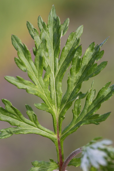 Artemisia_vulgaris_Graa-Bynke_09062014_Snejbjerg_019.JPG