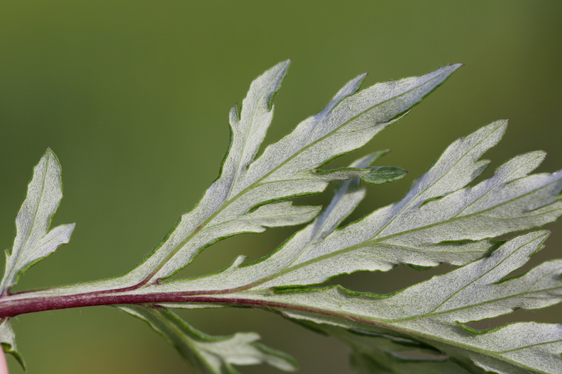 Artemisia_vulgaris_Graa-Bynke_09062014_Snejbjerg_022.JPG