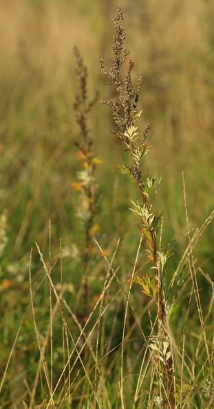 Artemisia_vulgaris_Graa-Bynke_09102008_Tilst_Aarhus_014.JPG