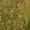 Artemisia vulgaris (Grå-Bynke)