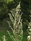 Artemisia vulgaris (Grå-bynke)