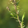 Artemisia_vulgaris_Graa-bynke_09102008_Tilst_011.JPG