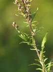 Artemisia vulgaris (Grå-bynke)