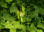 Arum alpinum (Dansk arum)