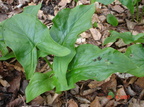 Arum alpinum (Dansk arum)
