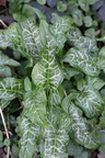 Arum italicum (Italiensk Arum)