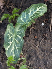 Arum italicum (Italiensk arum)