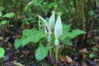 Arum maculatum (Plettet Arum)