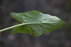 Arum maculatum (Plettet Arum)