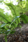 Asplenium scolopendrium (Hjortetunge)