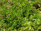 Astragalus glycophyllos (Sød astragel)