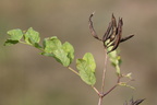 Astragalus glycyphyllos (Sød Astragel)