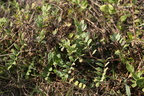 Astragalus glycyphyllos (Sød Astragel)