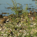 Atriplex littoralis (Strand-Mælde)