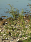 Atriplex littoralis (Strand-Mælde)