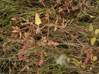 Atriplex longipes ssp. longipes (Stilk-Mælde)