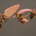 Atriplex longipes ssp. longipes (Stilk-Mælde)