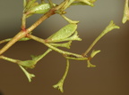 Atriplex pedunculata (Stilket Kilebæger)