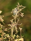 Atriplex pedunculata (Stilket Kilebæger)