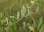 Atriplex portulacoides (Stilkløs Kilebæger)