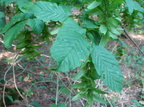 Carpinus betulus (Avnbøg)